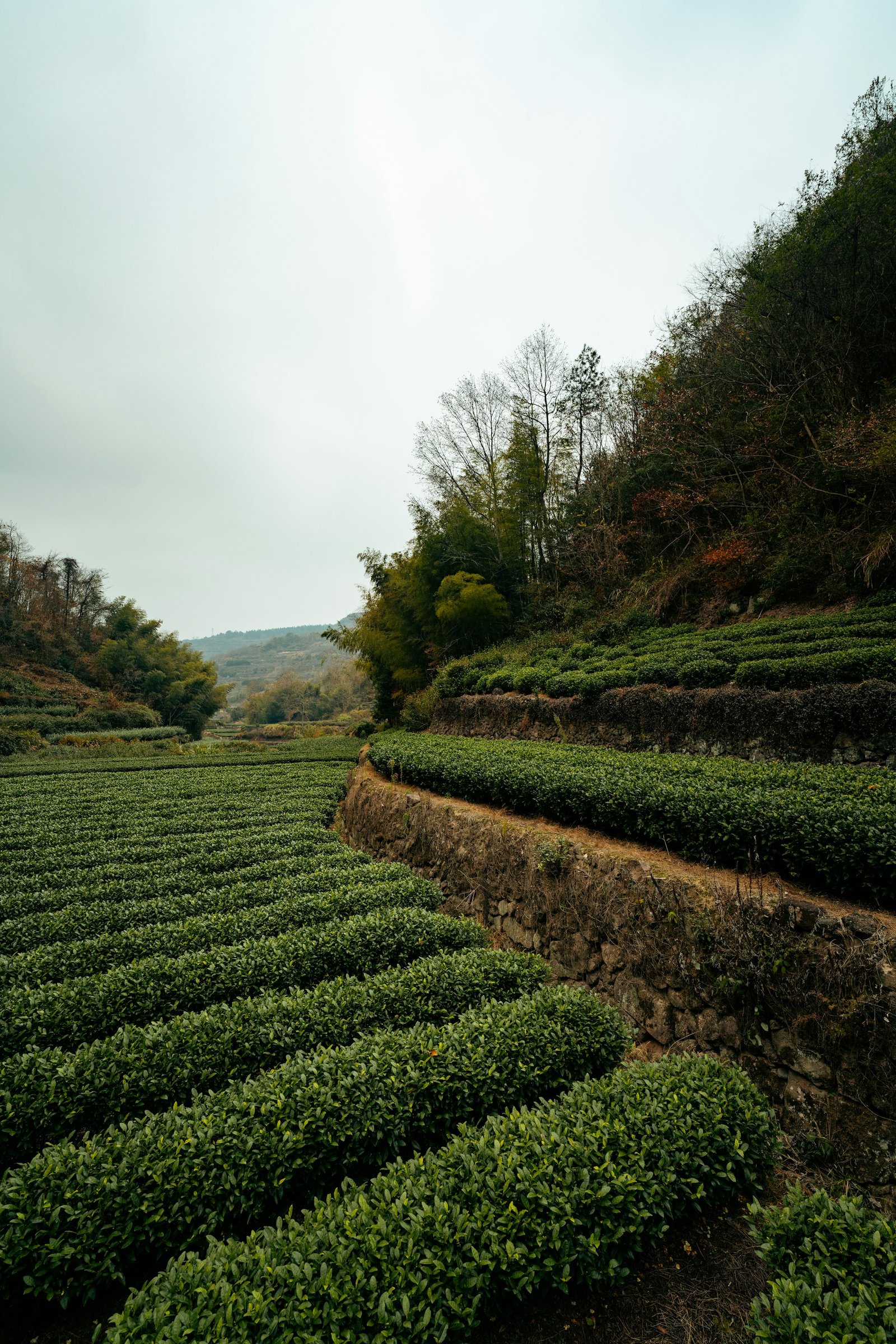 Terraced tea garden in Xinchang, Zhejiang, China
